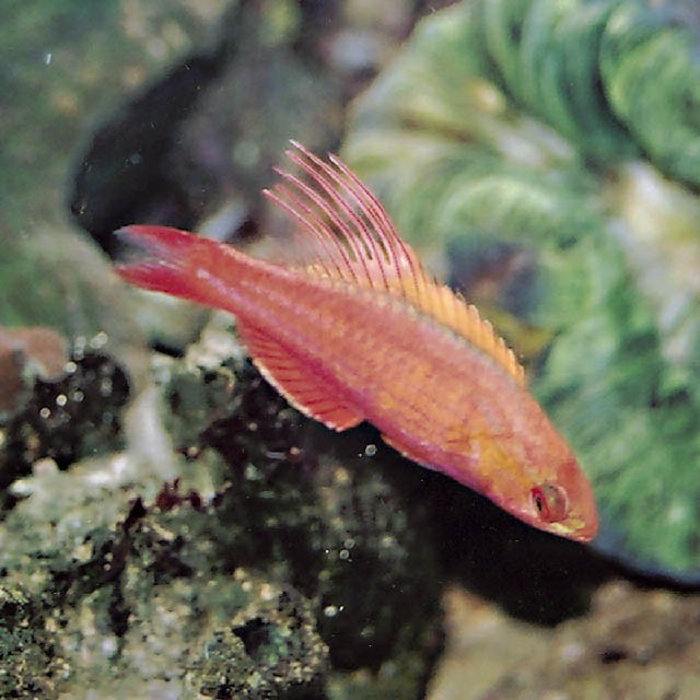 Paracheilinus cyaneus